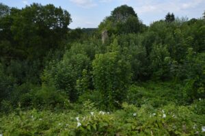 L’ARCD demande un nettoyage de la végétation dans le fossé et au nord de Saint-Symphorien