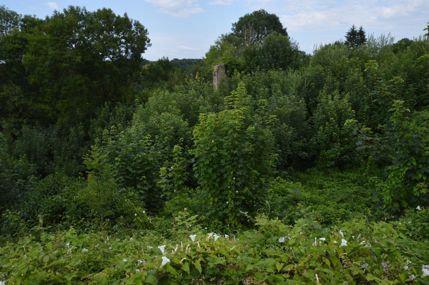 Lire la suite à propos de l’article L’ARCD demande un nettoyage de la végétation dans le fossé et au nord de Saint-Symphorien